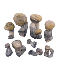 Black Panther Magic Mushrooms