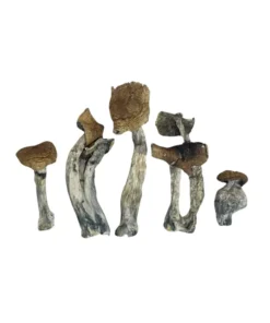 Cambodian Magic Mushroom