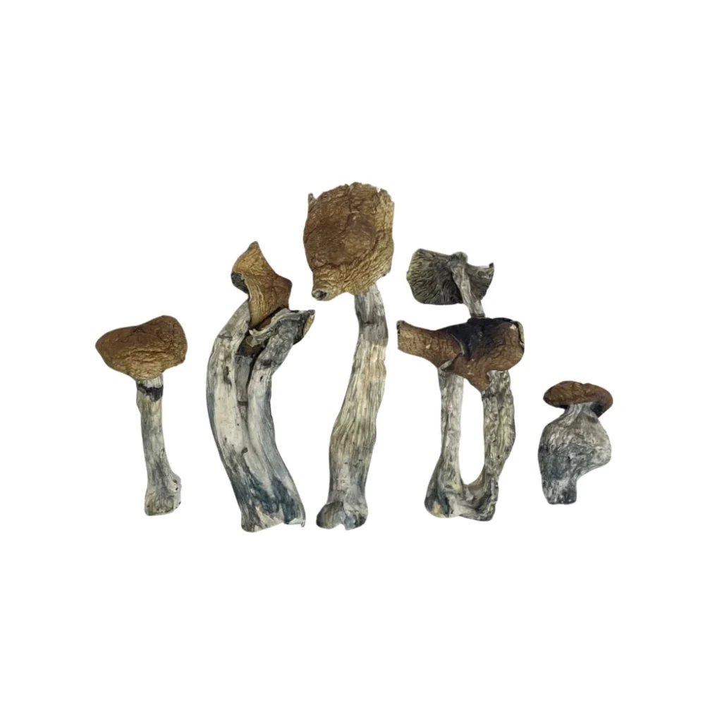 Cambodian Magic Mushroom for sale in West coast Cambodian Magic Mushroom