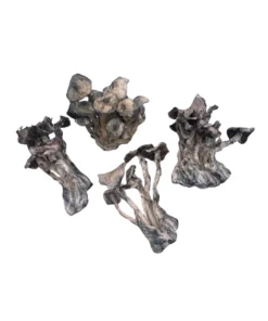 Buy Golden Citadel Magic Mushroom