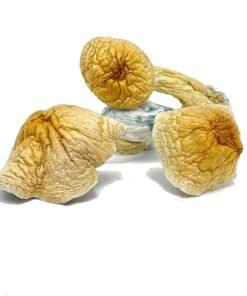 African Transkei mushroom