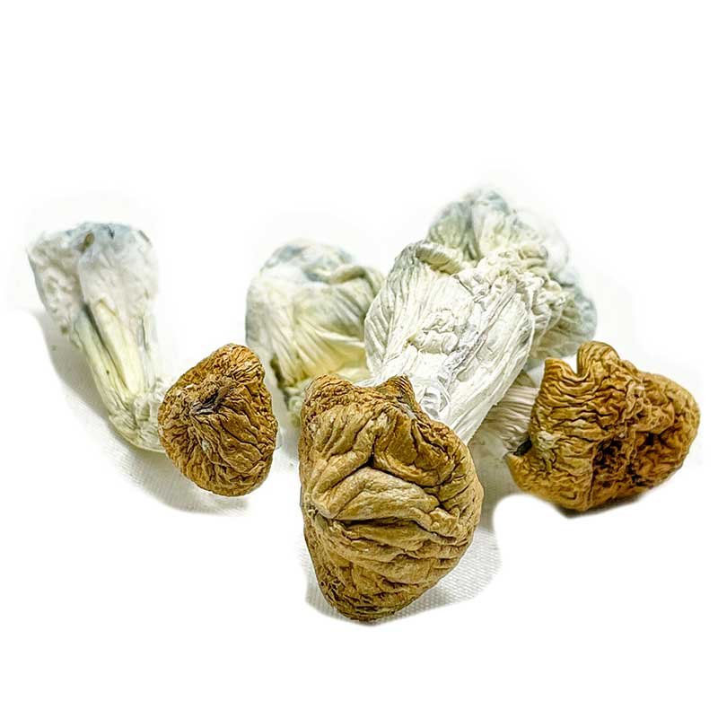 Aztec Gods Magic Mushroom for sale Aztec Gods Mushroom