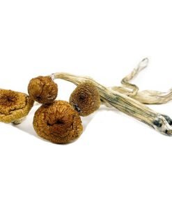 Blue Angels Mushroom