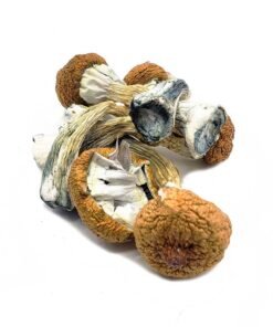 Blue Meanie Mushroom