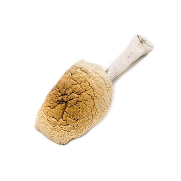 bplusshrooms-1-600x600-1