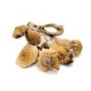 B+ mushroom