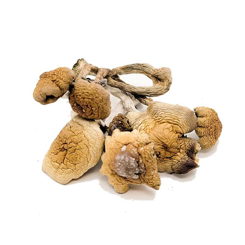 B+ mushroom for sale near me B+ mushroom