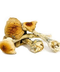 Buy Costa Rican Magic Mushroom