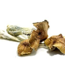 Buy Ecuadorian Magic Mushroom