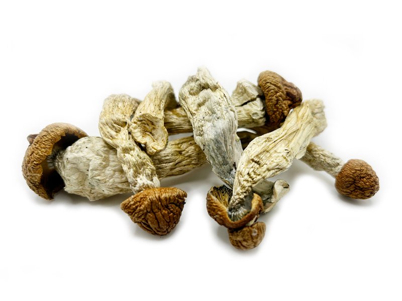Enigma Mushroom for sale in West coast Enigma Mushroom