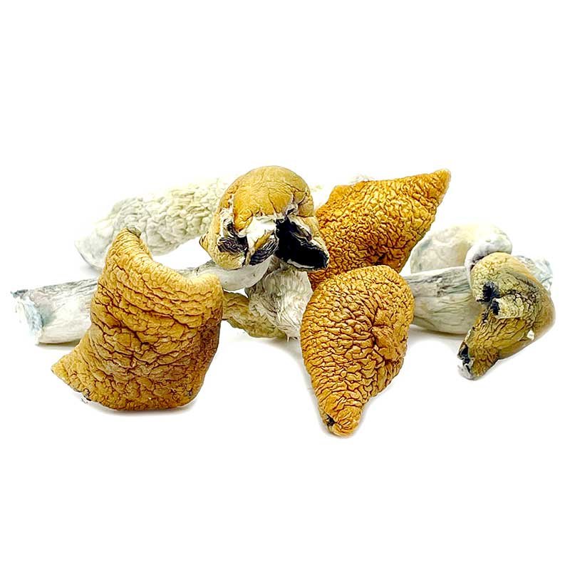 Golden Teacher Mushroom for sale in West coast Golden Teacher Mushroom