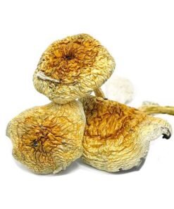 Buy Goldie Magic Mushrooms
