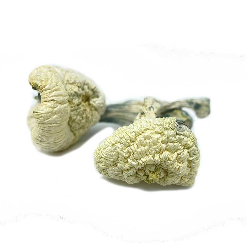 greatwhitesharkbulk-2-3-1-1-1 Great White Monster Mushroom