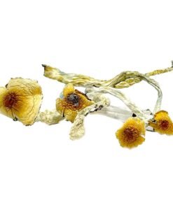 Buy Huautla Magic Mushroom