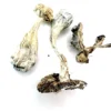 Burma Mushrooms