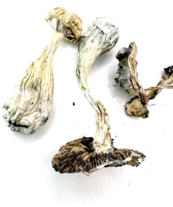 Burma Mushrooms
