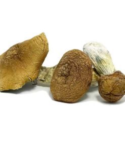 King Kong Magic Mushroom