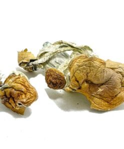 Malabar Coast Mushroom