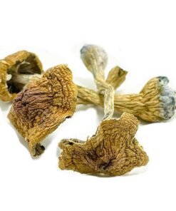 Buy Space Coast Magic Mushroom