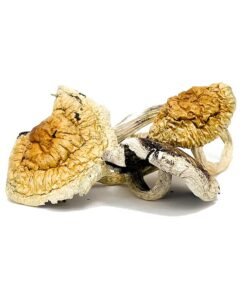 Z Strain Mushroom